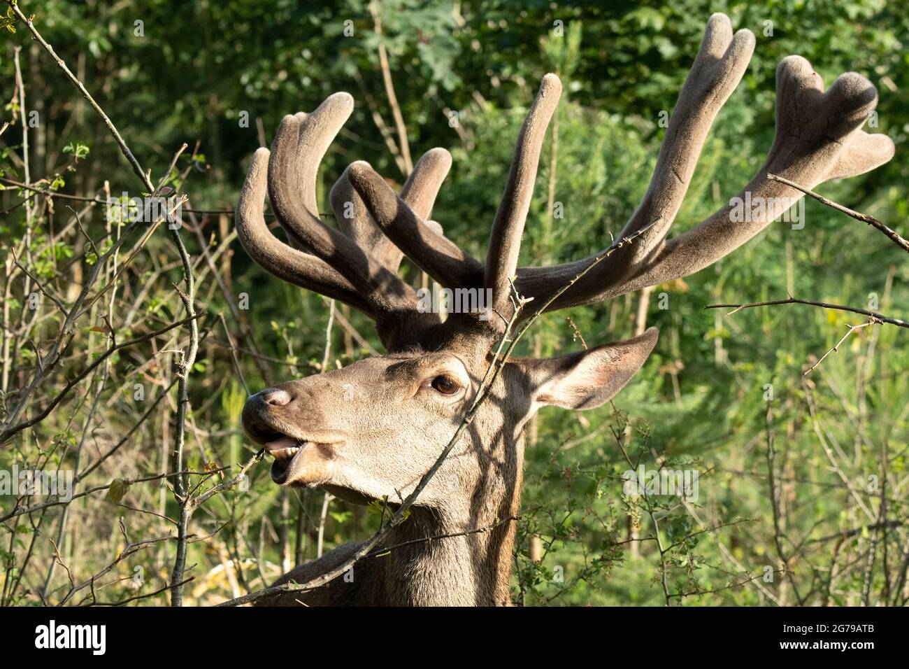Deer, grazing Stock Photo