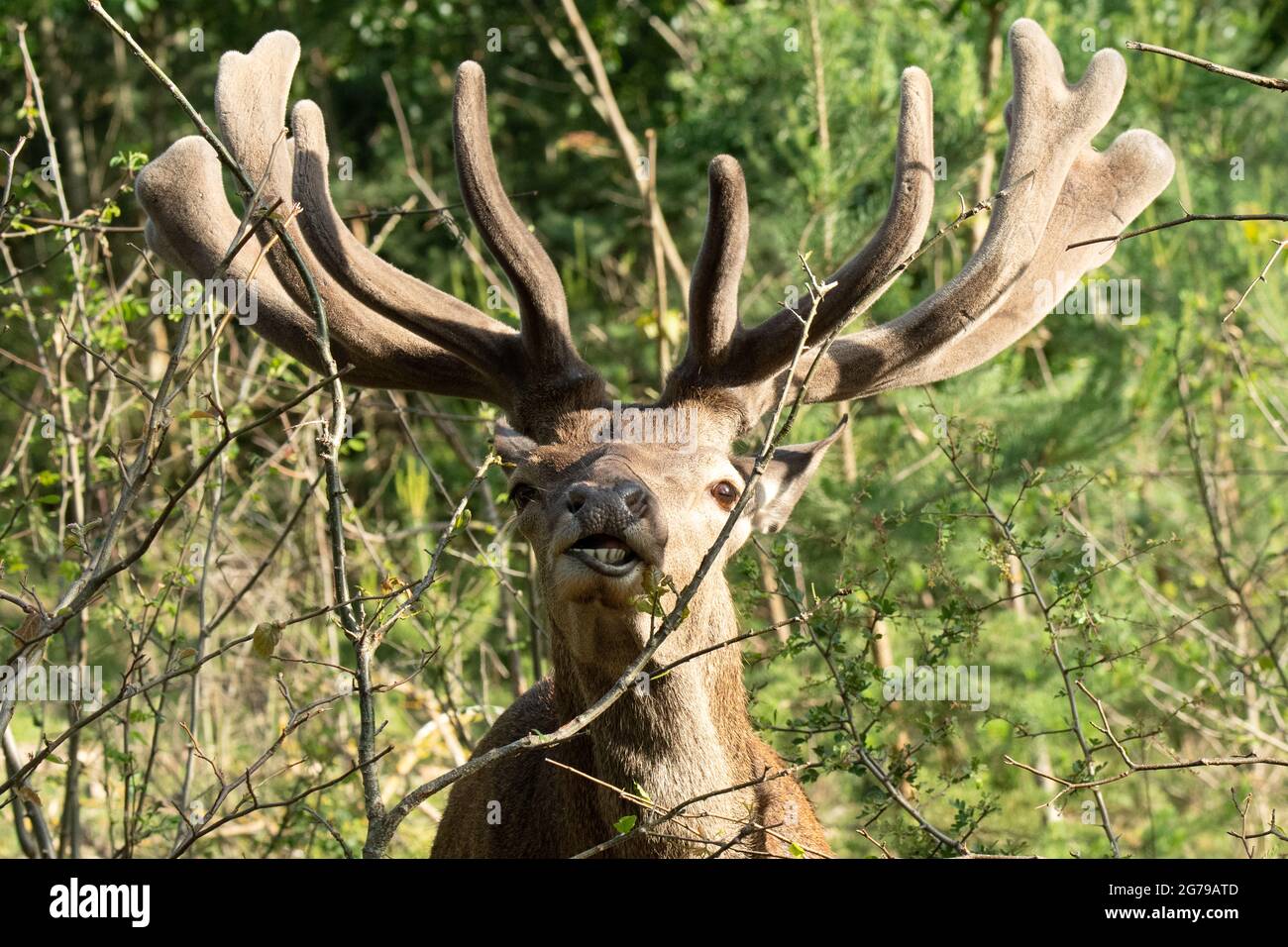 Deer, grazing Stock Photo