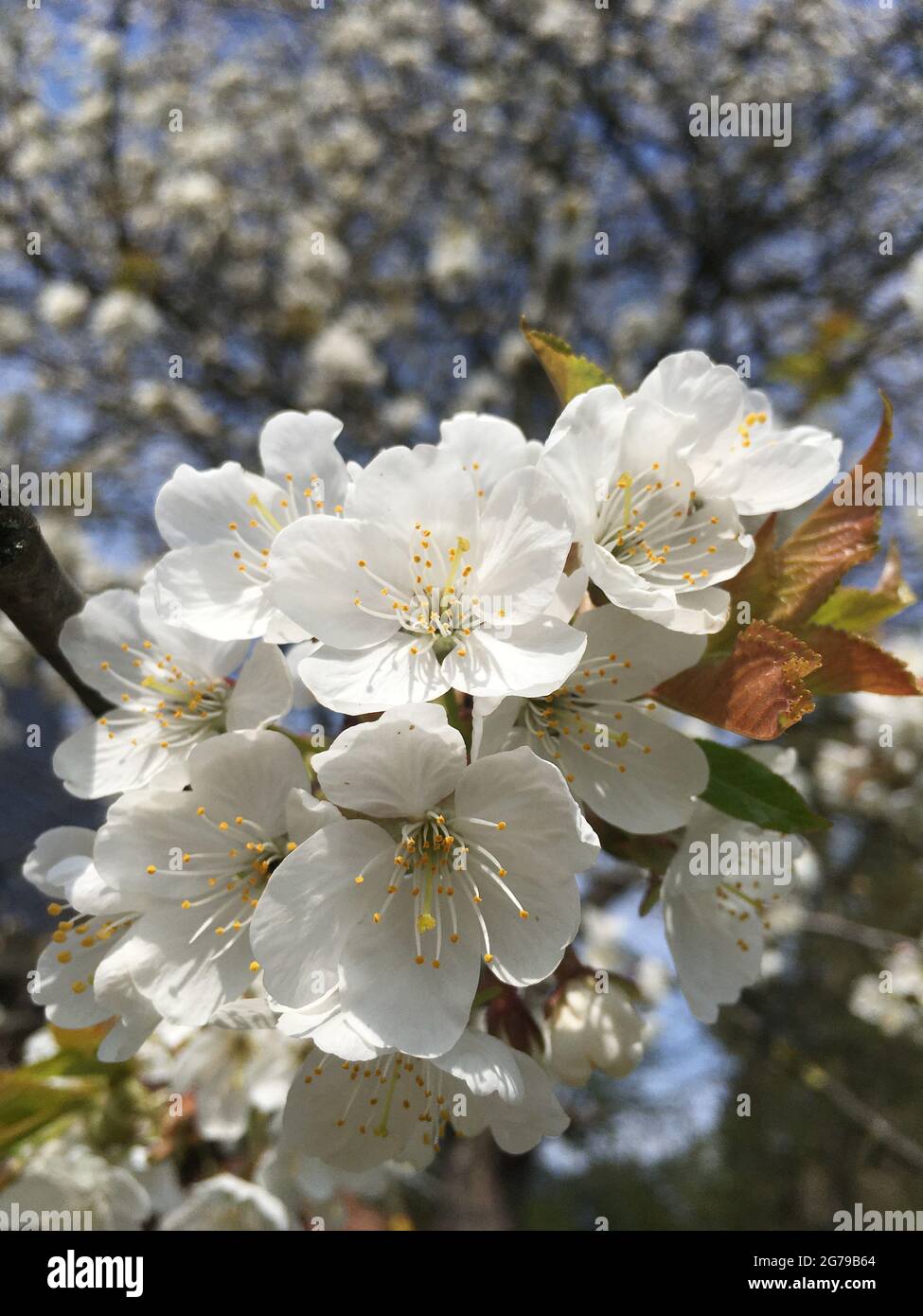Sour cherry blossom Stock Photo