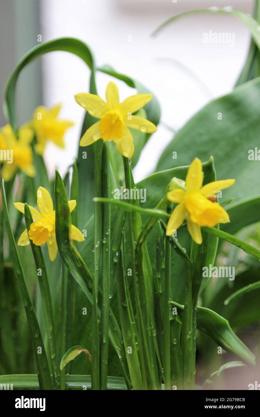 yellow daffodils in the cottage garden Stock Photo