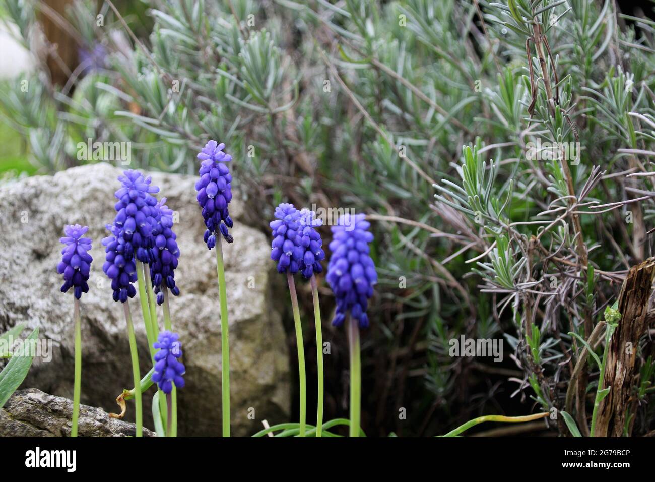 Broad-leaved grape hyacinths (Muscari latifolium) in front of lavender, lavender shrub Stock Photo
