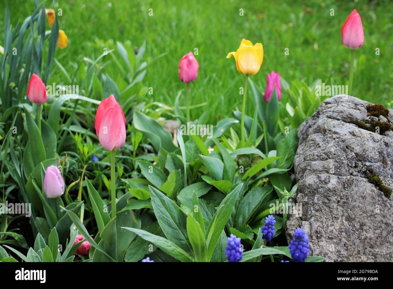 Tulips in the bed, spring, Germany, Bavaria, Upper Bavaria, Mittenwald, stone, rock garden Stock Photo