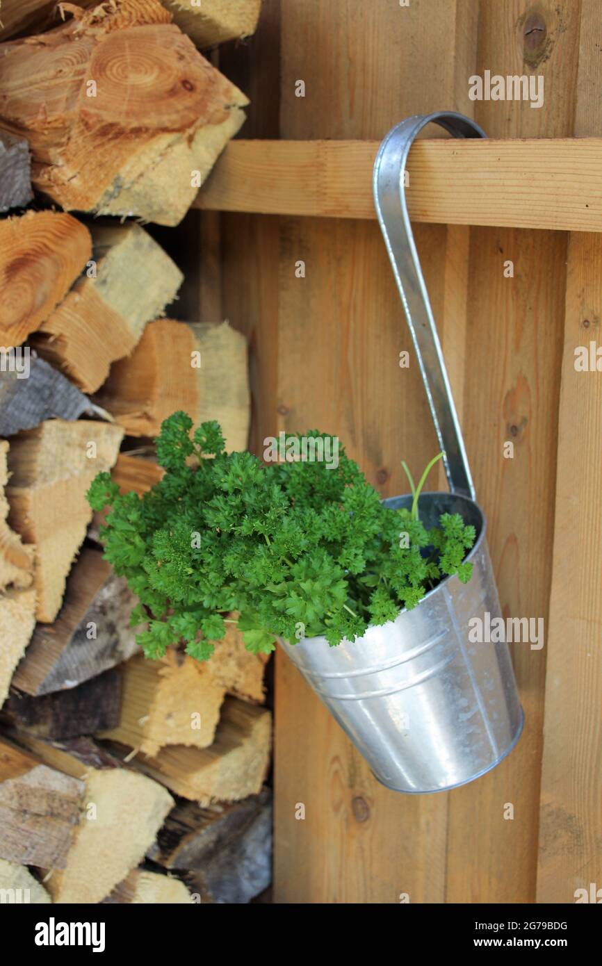 Parsley in a decorative planter Stock Photo