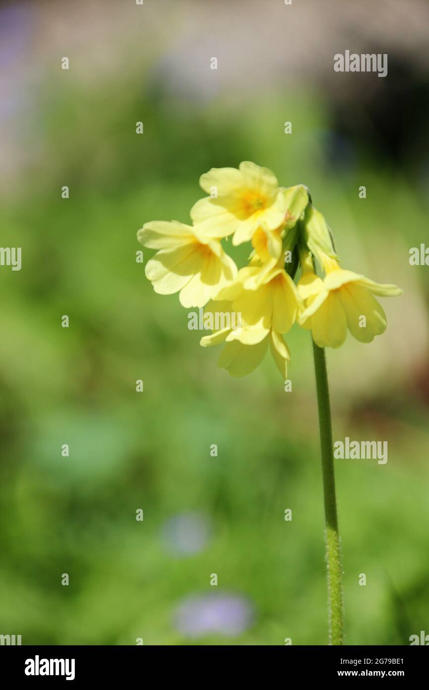 Cowslip, inflorescence, Stock Photo