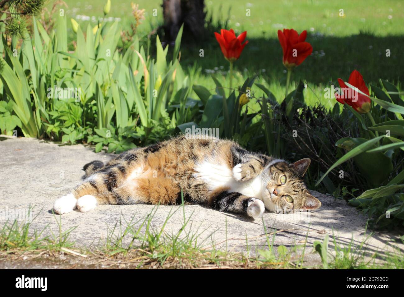 Relaxed cat lies in the garden Stock Photo