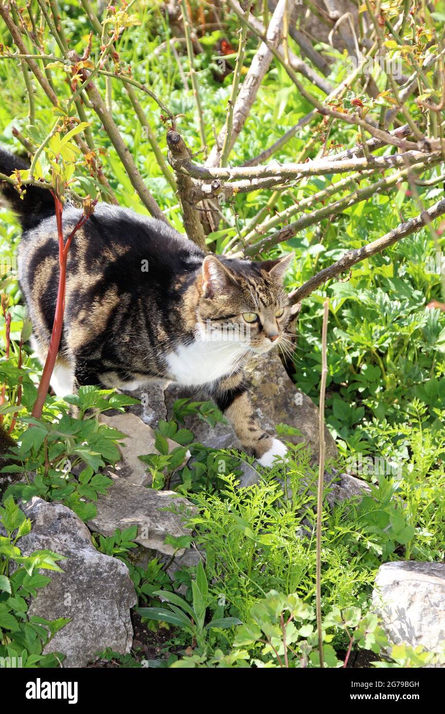 gray tabby cat sneaks through the garden Stock Photo