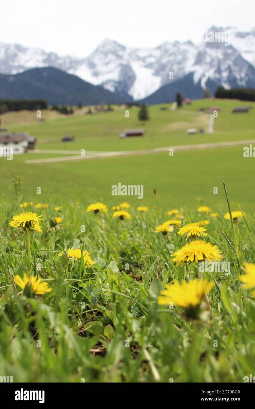 Dandelion meadow alone tree hi-res stock photography and images - Alamy