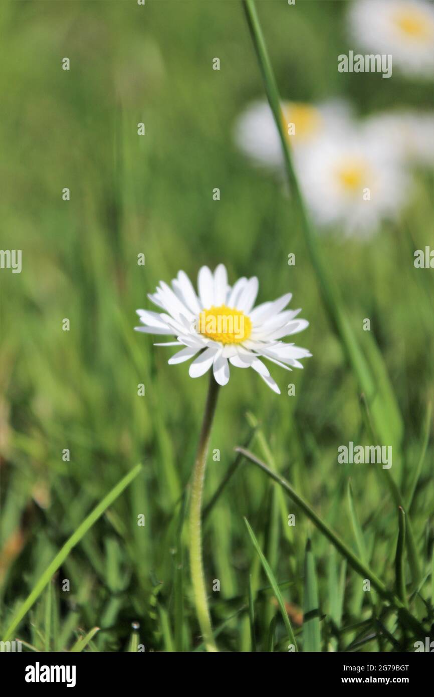 Spring heads hi-res stock photography and images - Alamy