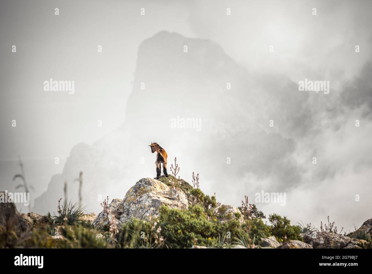 View to Cape Formtor in a foggy mood Stock Photo