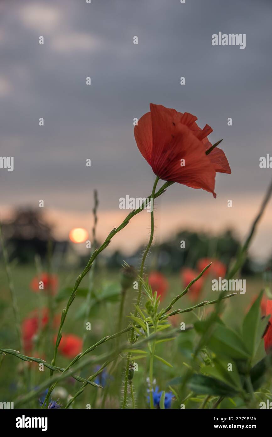 Blossom poppy flower hi-res stock photography and images - Alamy