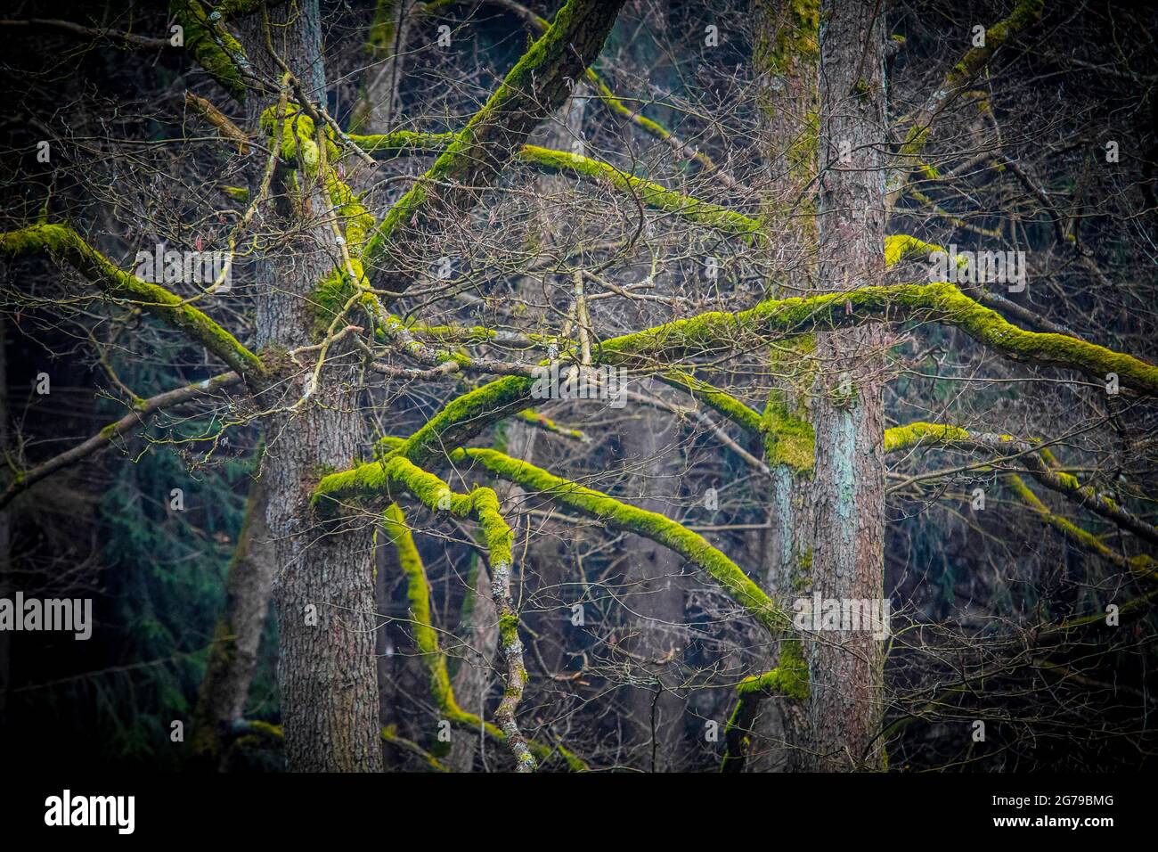 mossy branches on a tree Stock Photo