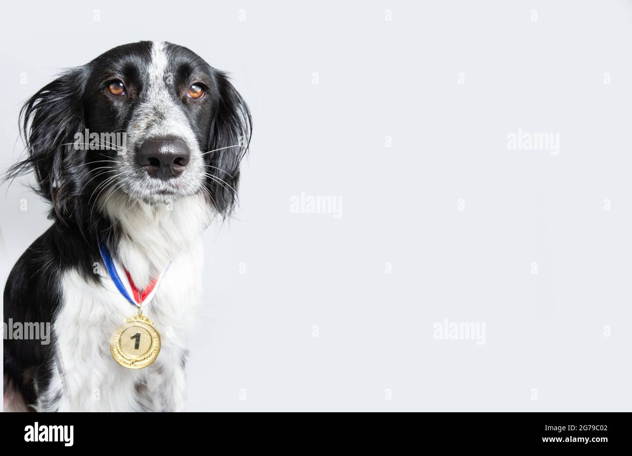 Dog wearing a winning prize golden medal. Dog posing with a medal or