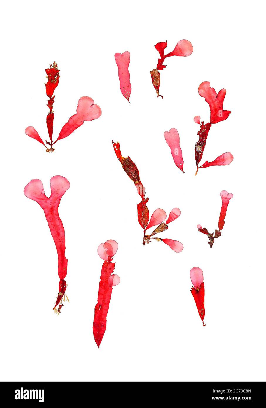 Phyllophora sicula (Kützing) Guiry & LMIrvine, Red Alga (Florideophyceae) Stock Photo