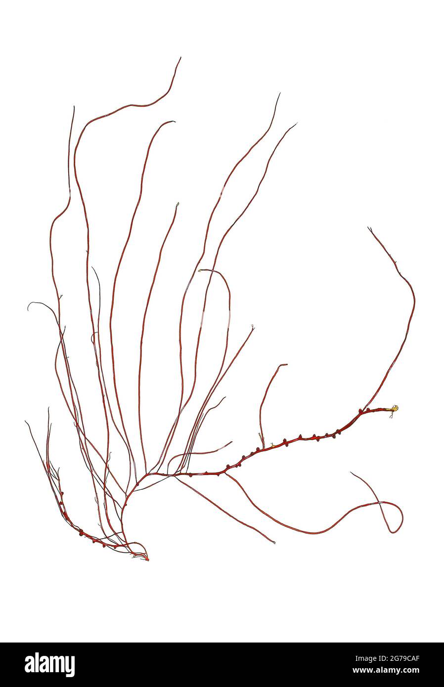 Gracilariopsis longissima (SG Gmelin) M. Steentoft, LM Irvine & WF Farnham, red alga (Florideophyceae) Stock Photo