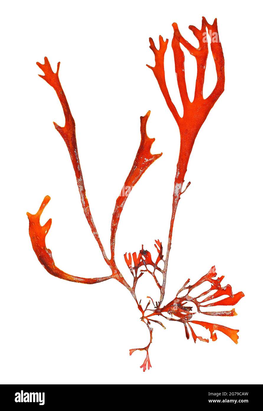 Gracilaria red alga hi-res stock photography and images - Alamy