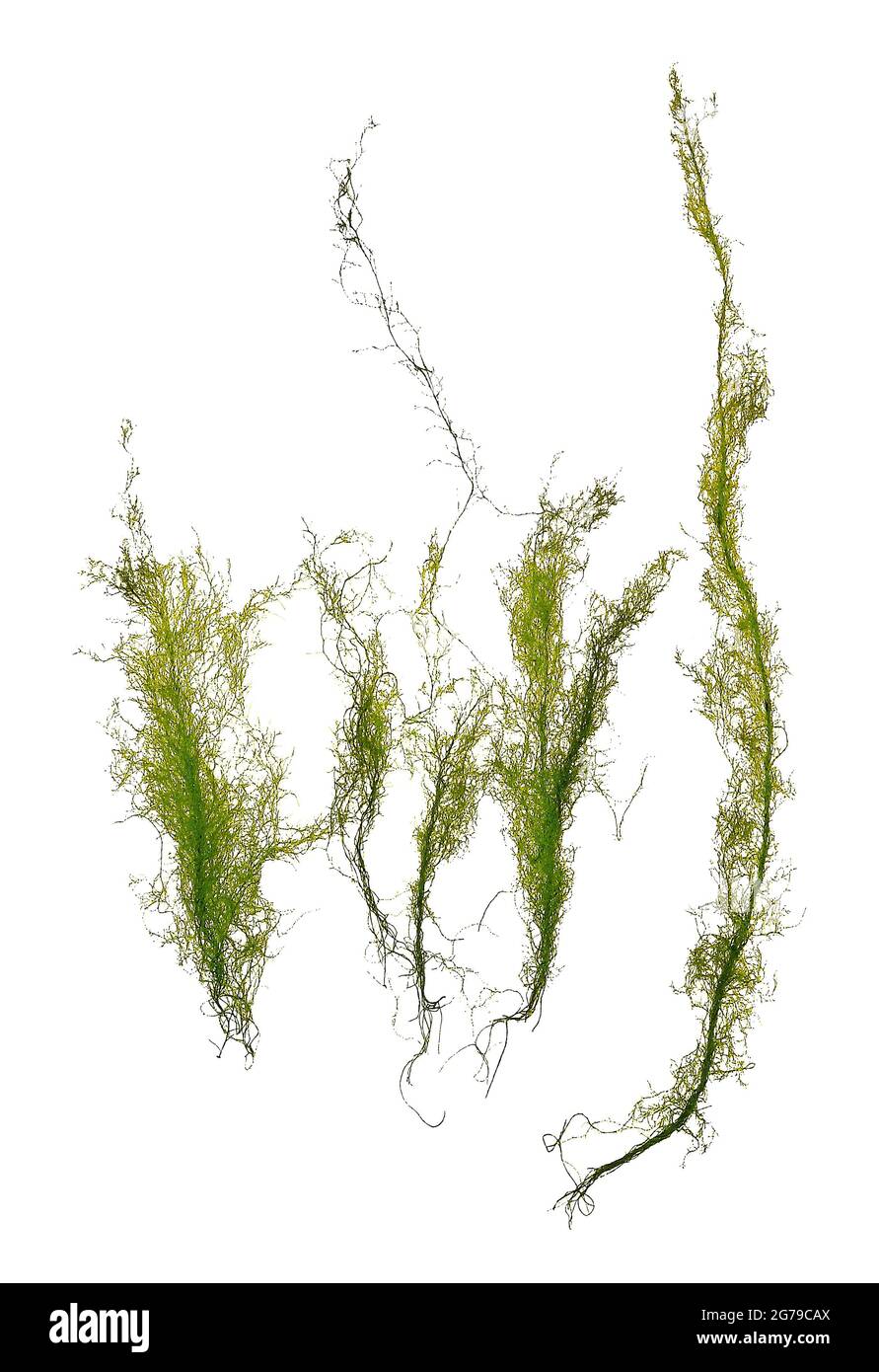 Cladophora flexuosa (OF Müller) Kützing, green alga (Chlorophyta, Ulvophyceae) Stock Photo