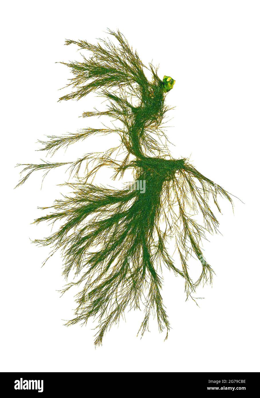 Cladophora rupestris (Linnaeus) Kützing, green alga (Chlorophyta, Ulvophyceae) Stock Photo