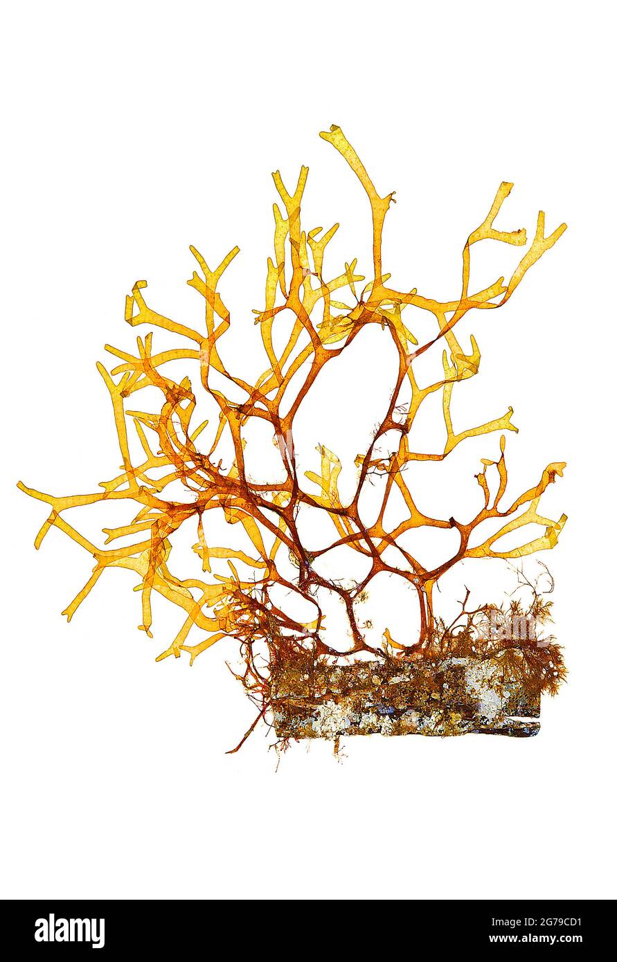 Dictyota dichotoma (Hudson) JV Lamouroux, brown alga (Phaeophyceae) Stock Photo