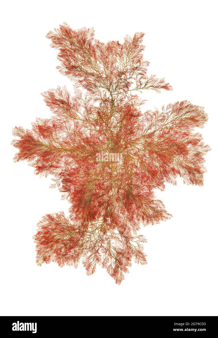 Callithamnion sp. Lyngbye, Red Alga (Rhodophyceae) Stock Photo