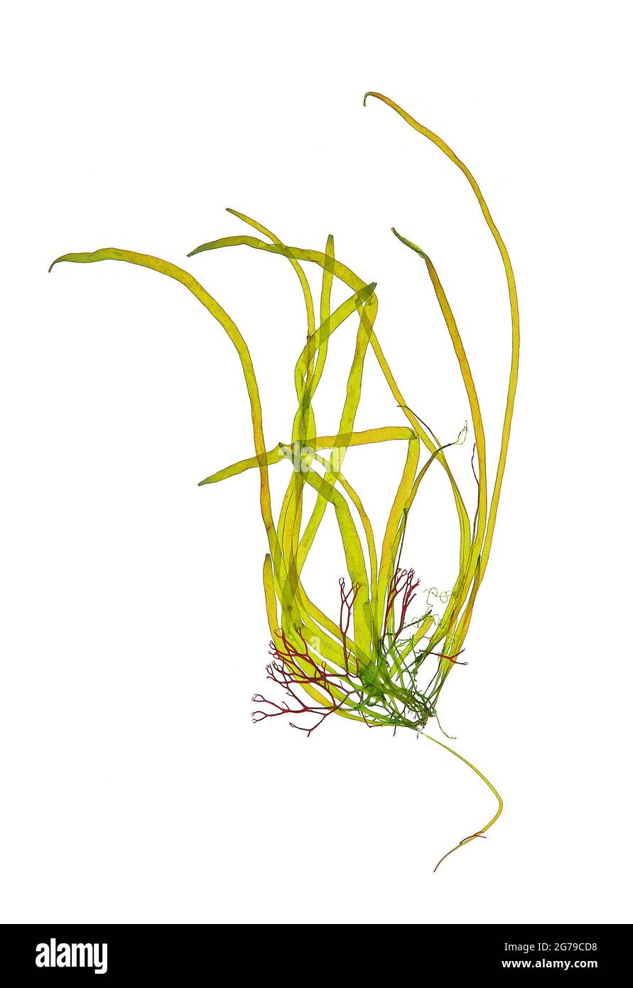Scytosiphon lomentaria (Lyngbye) Link, Brown Alga (Phaeophyceae) Stock Photo