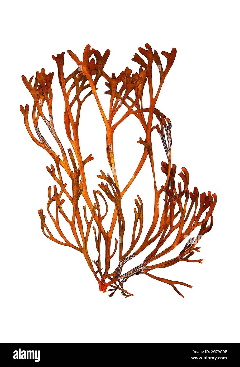 Pelvetia canaliculata (Linnaeus) Decaisne & Thuret, brown alga (Phaeophyceae) Stock Photo