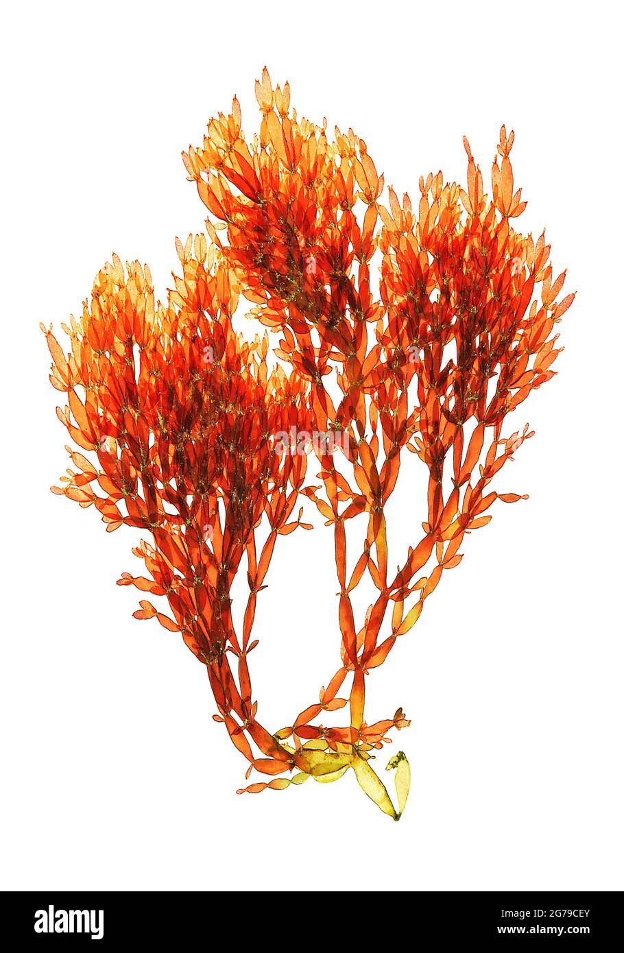 Lomentaria articulata (Hudson) Lyngbye, Red Alga (Florideophyceae) Stock Photo