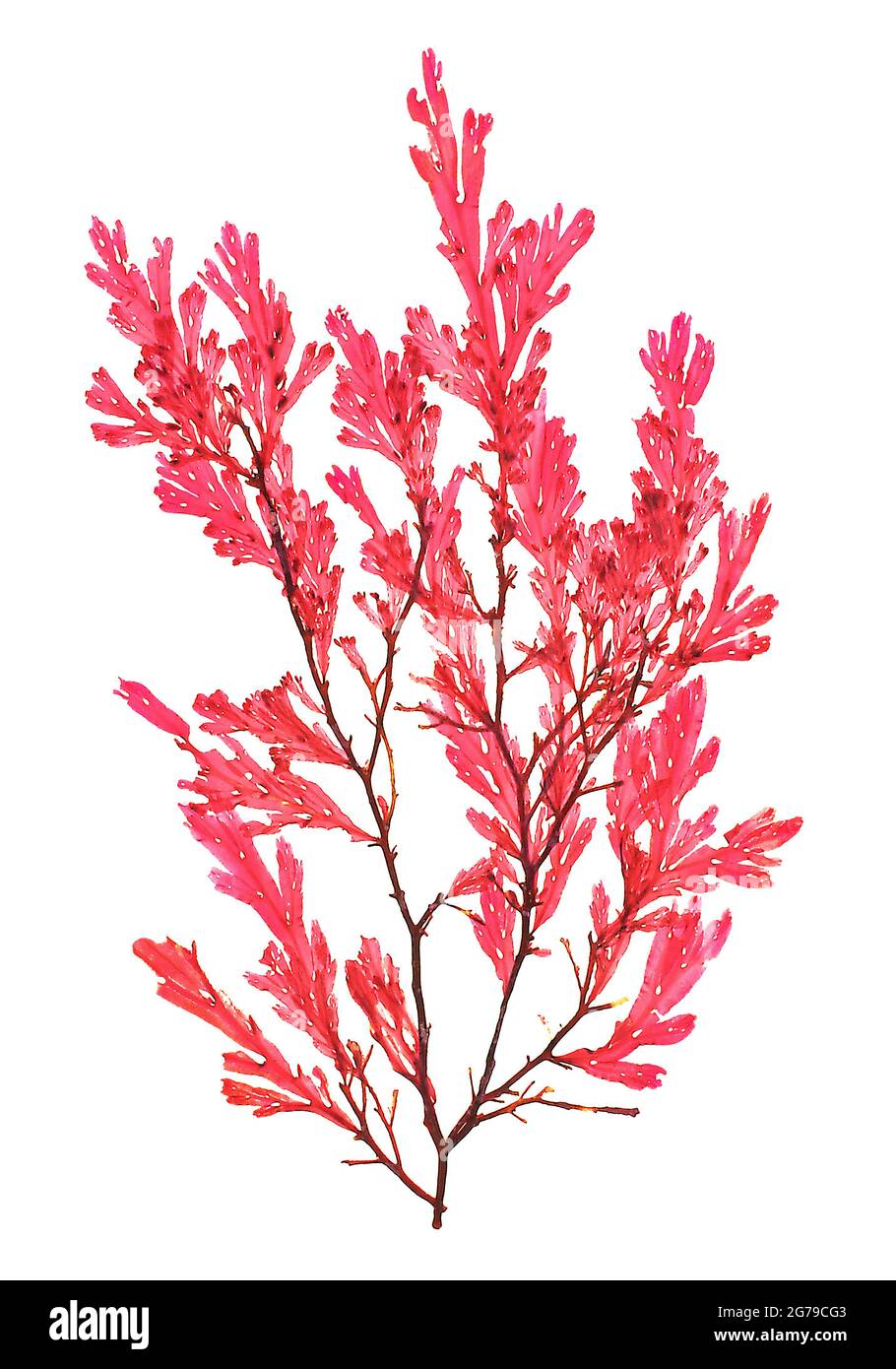 Membranoptera alata (Hudson) Stackhouse, Red Alga (Florideophyceae) Stock Photo
