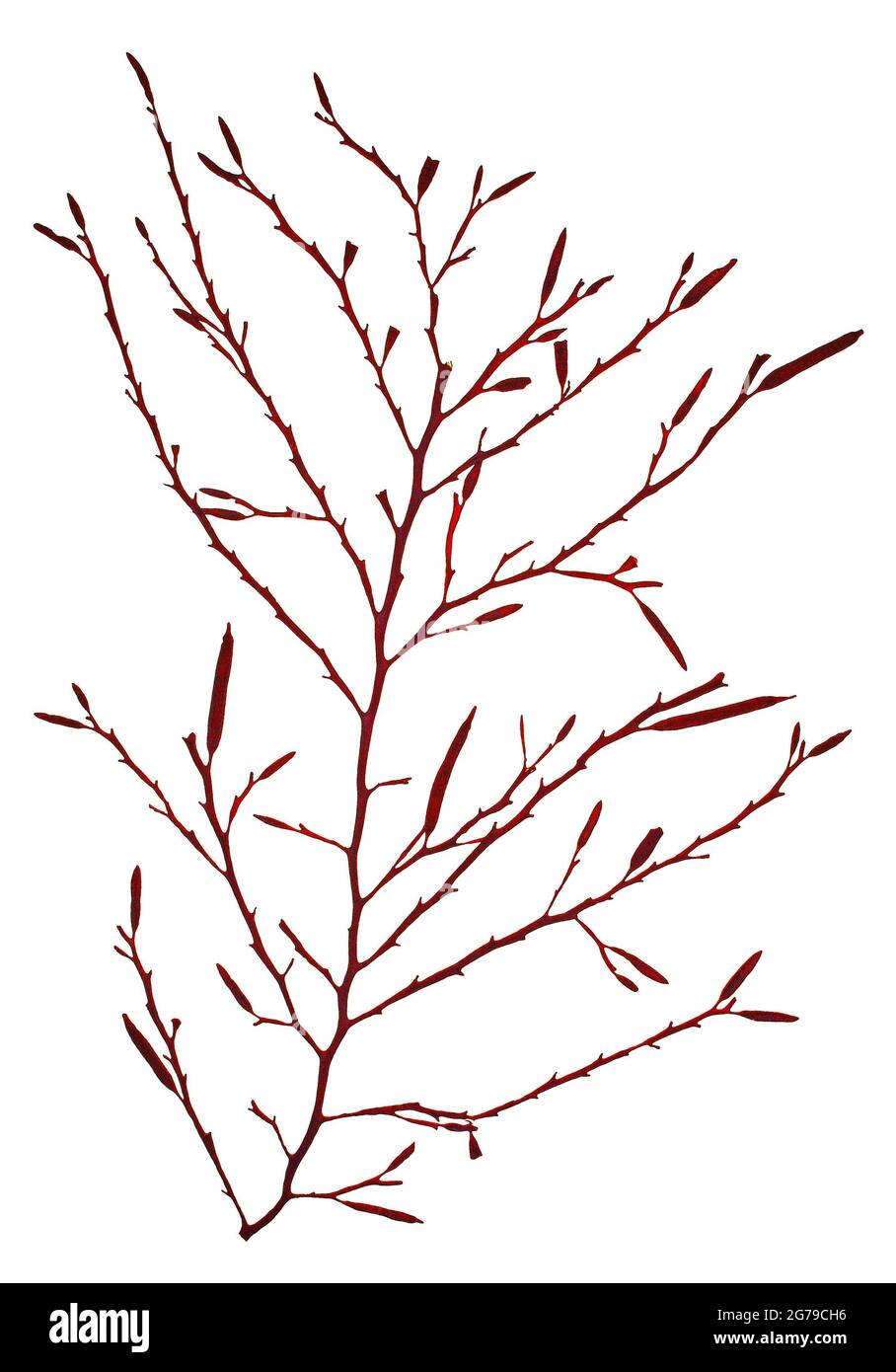 Halidrys siliquosa (Linnaeus) Lyngbye, Brown Alga (Phaeophyceae) Stock Photo
