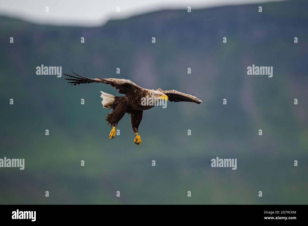 White Tailed Sea Eagle catching fish Stock Photo