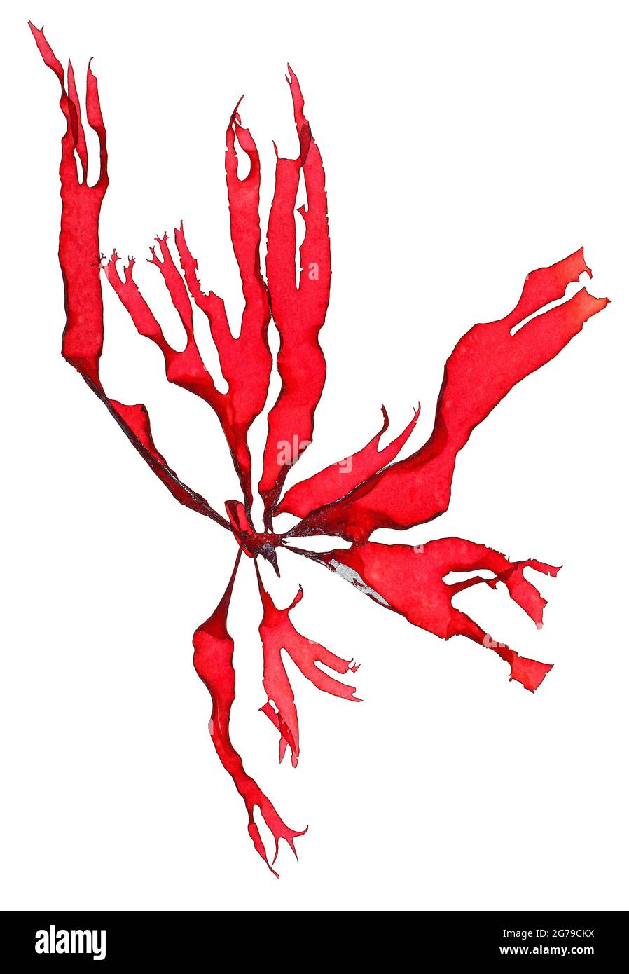 Itonoa marginifera (J. Agardh) Masuda & Guiry, red alga (Florideophyceae) Stock Photo