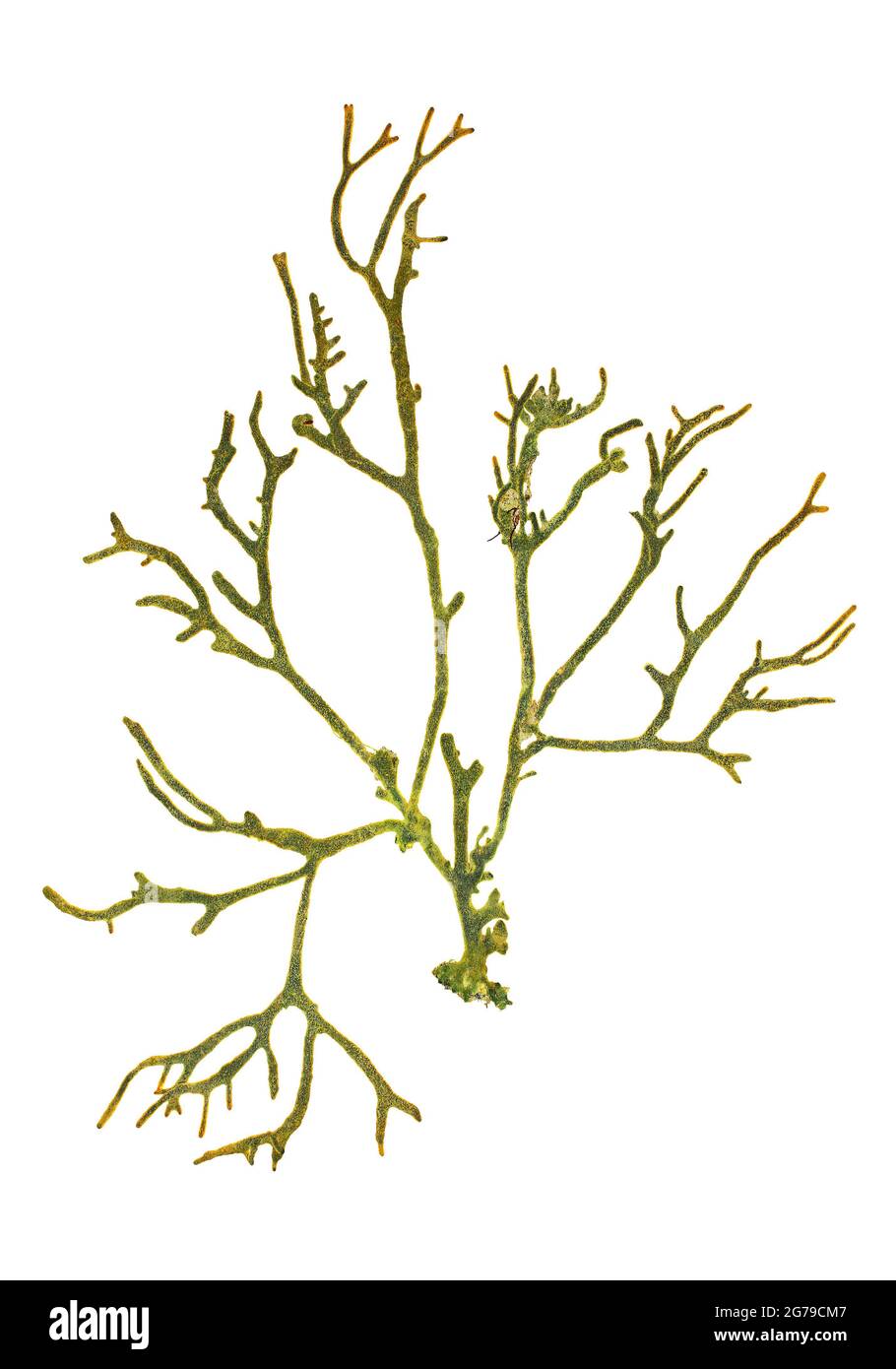 Codium sp., Green alga (Chlorophyta, Ulvophyceae) Stock Photo