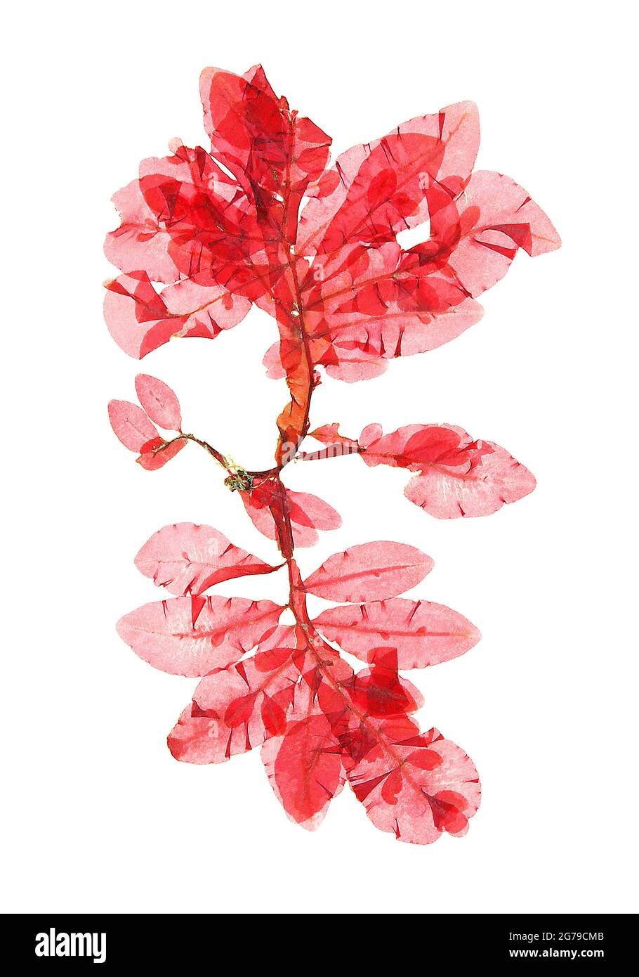 Apoglossum ruscifolium (Turner) J. Agardh Red Alga (Florideophyceae) Stock Photo