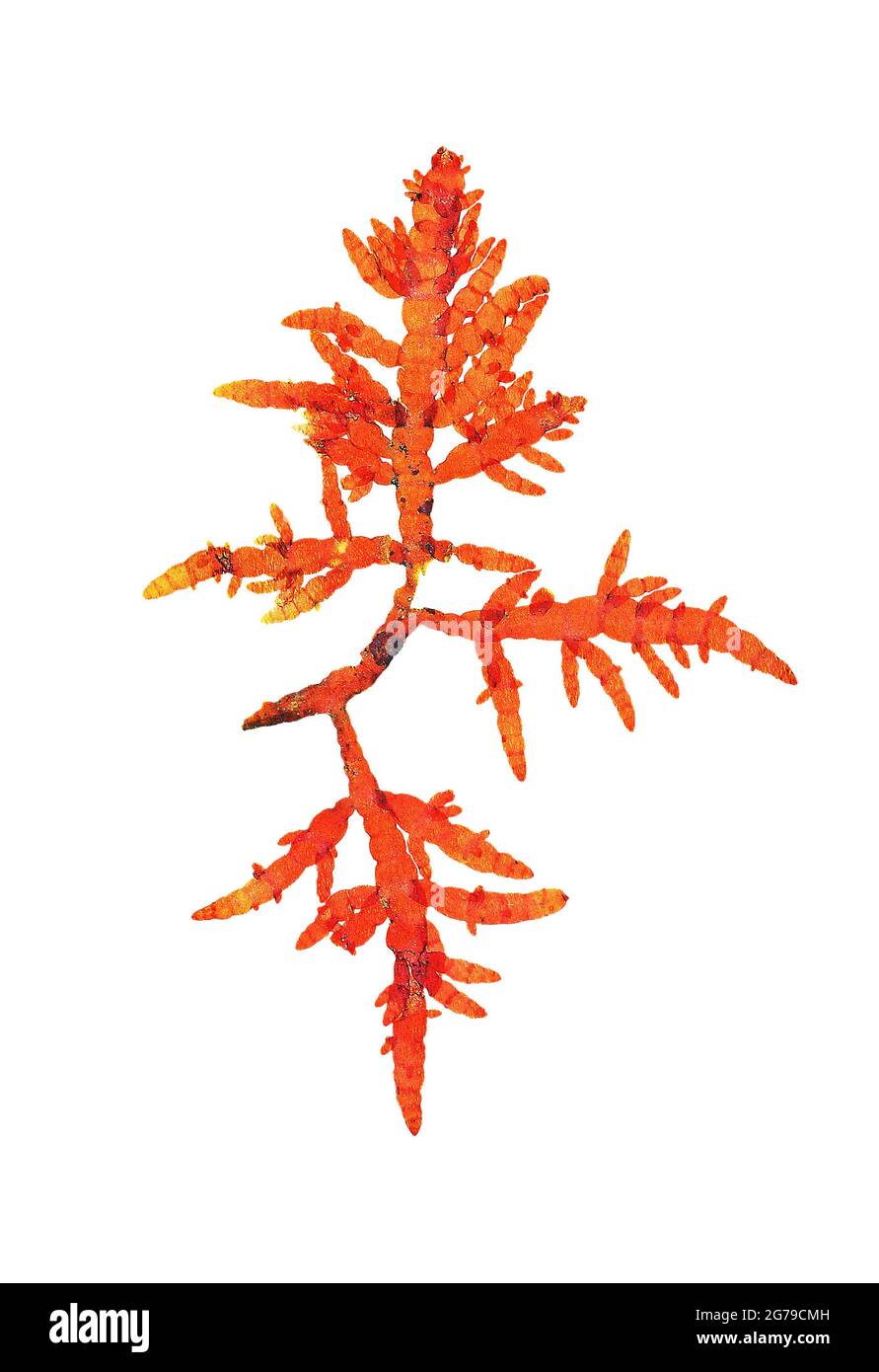 Champia parvula (C. Agardh) Harvey, red alga (Florideophyceae) Stock Photo