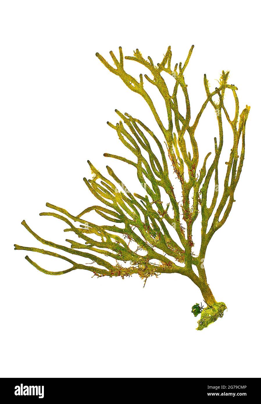 Codium sp., Green alga (Chlorophyta, Ulvophyceae) Stock Photo