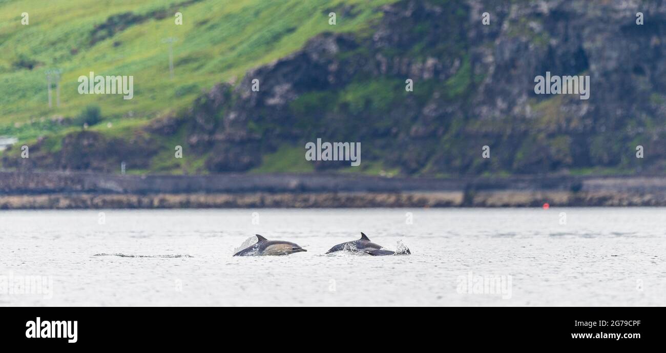 Common Dolphins in Scotland Stock Photo Alamy