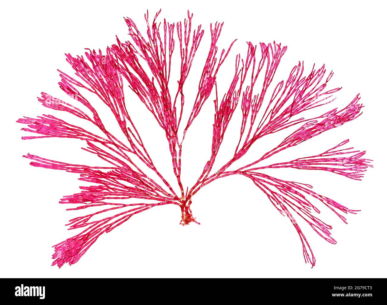Bornetia secundiflora (J. Agardh) Thuret red alga (Florideophyceae) Stock Photo