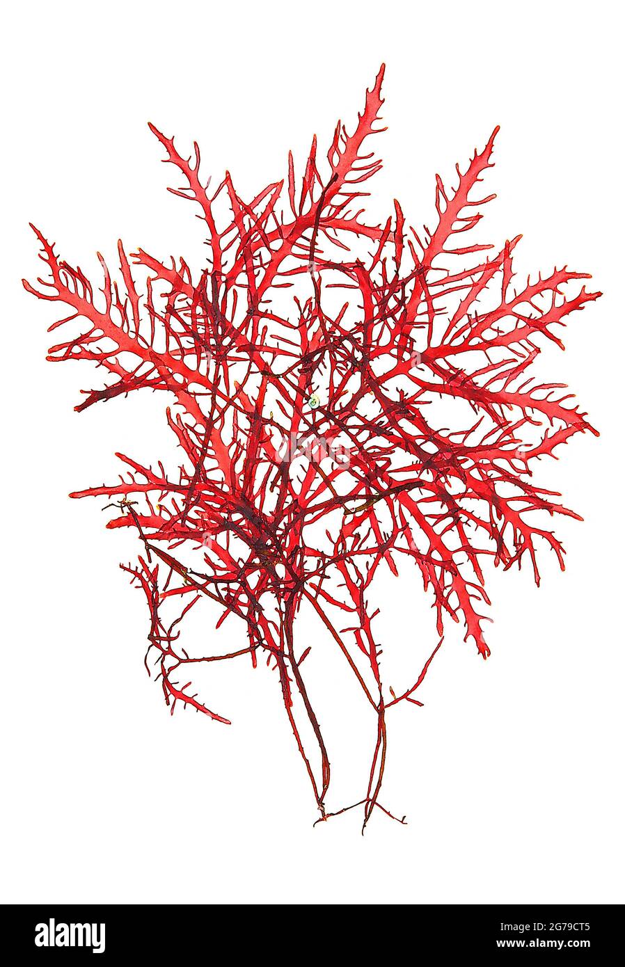Gelidium spinosum (SG Gmelin, PC Silva), red alga (Florideophyceae) Stock Photo