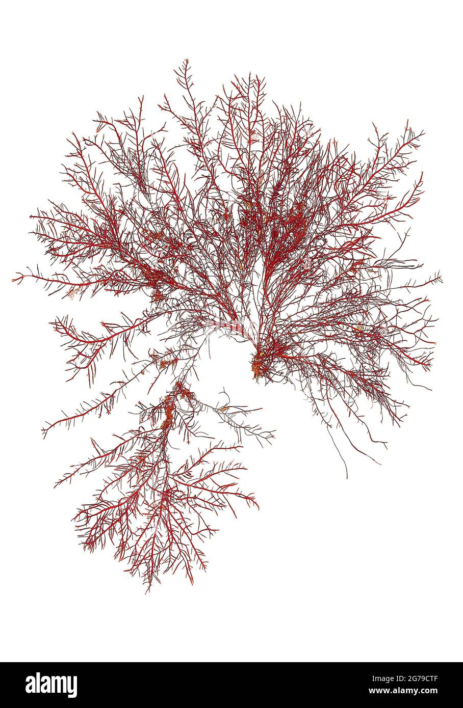 Gelidium pusillum (Stackhouse) Le Jolis, red alga (Florideophyceae) Stock Photo