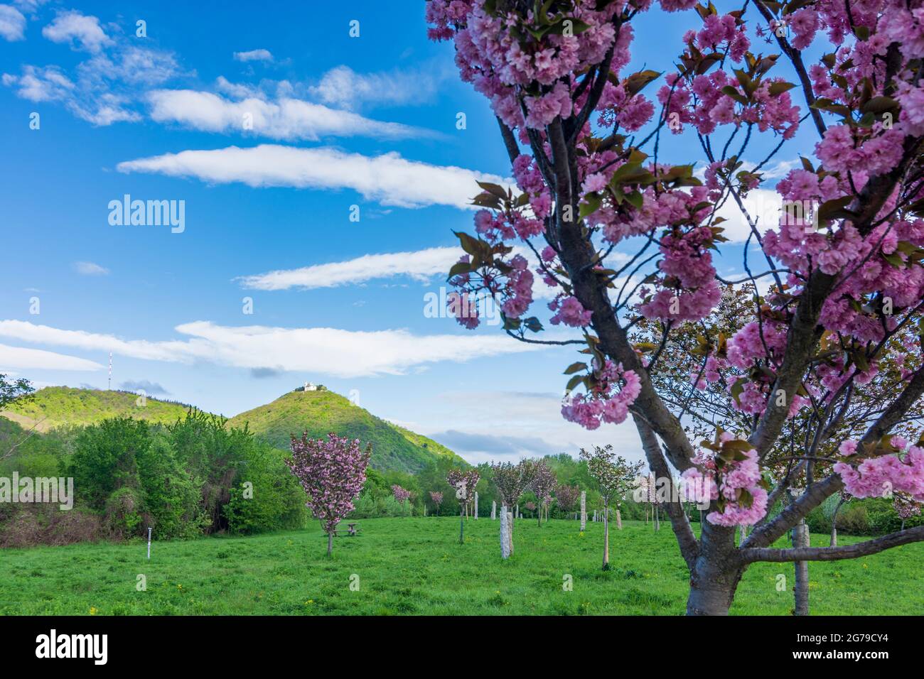 Vienna, cherry blossom at Kirschenhain (Cherry grove) on island Donauinsel, view to mountains Kahlenberg and Leopoldsberg in 21. Floridsdorf, Wien, Austria Stock Photo