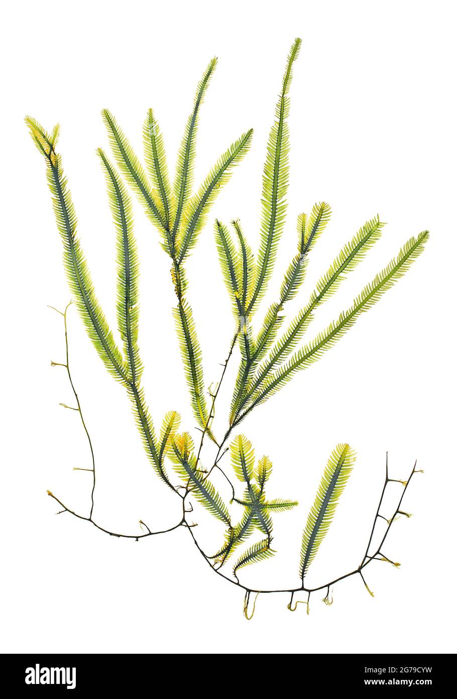 Caulerpa taxifolia (M. Vahl) C. Agard, green alga (Chlorophyta, Ulvophyceae) Stock Photo