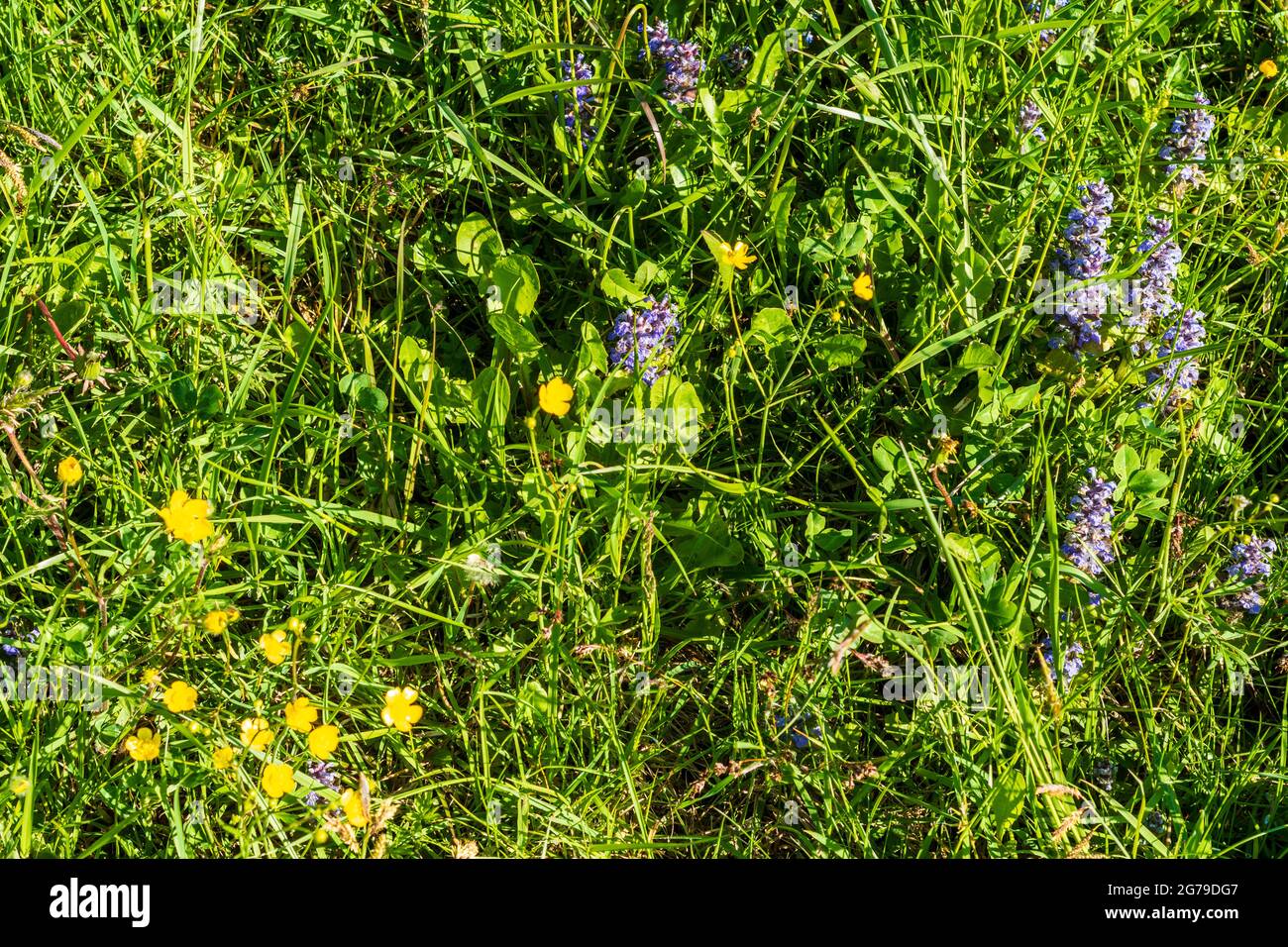 Waidhofen an der Ybbs, flowers Kriechender Günsel (Ajuga reptans) and Scharfer Hahnenfuß (Ranunculus acris) at meadow in Mostviertel region, Niederösterreich / Lower Austria, Austria Stock Photo