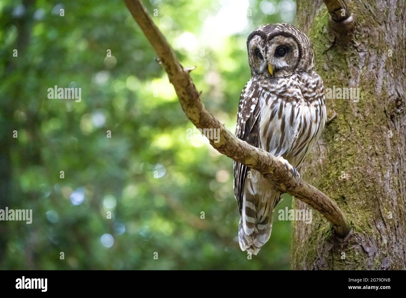 Northern Barred Owl (Strix varia), also known as a Hoot Owl, roosting on a tree branch in the