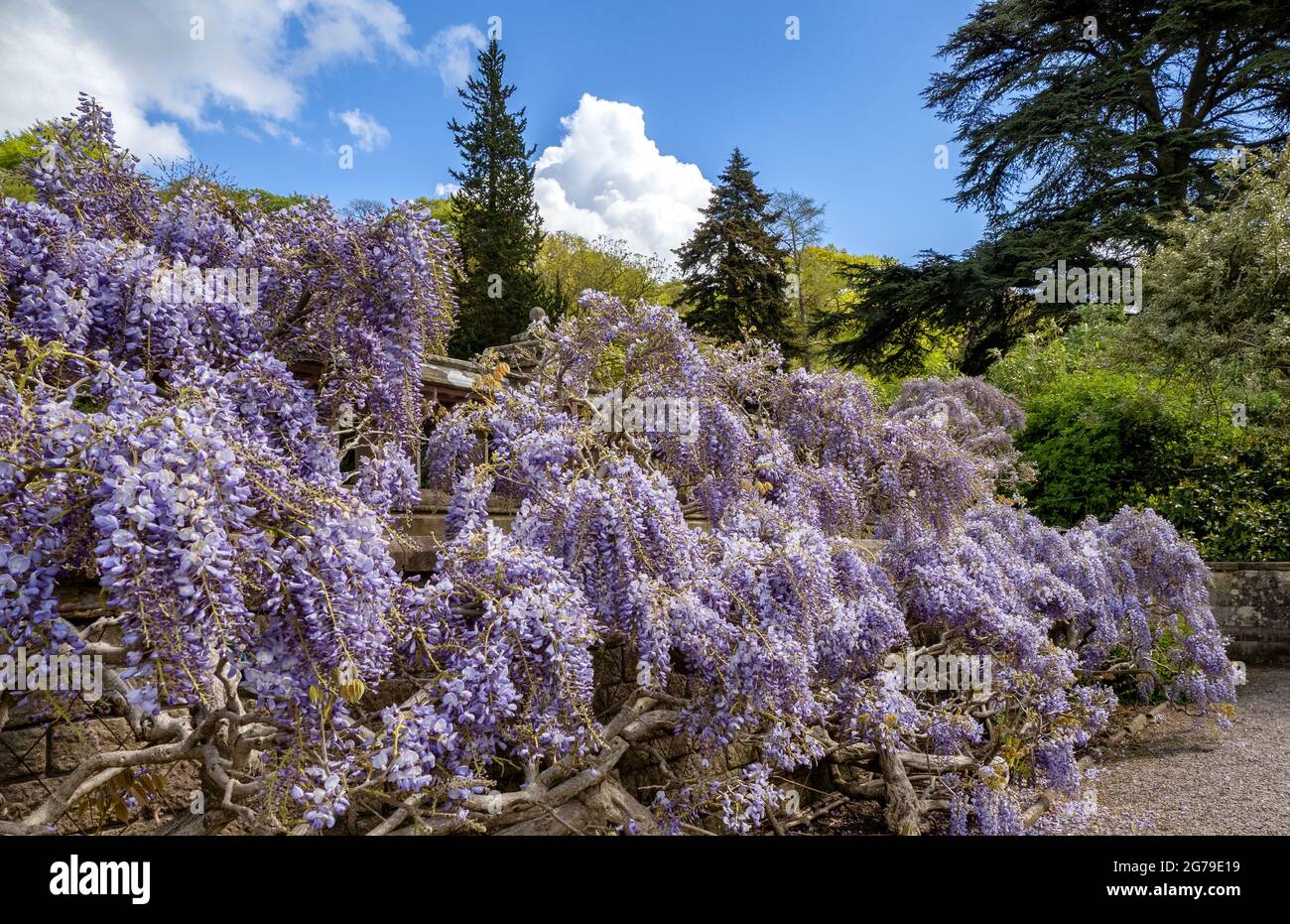 Exuberant growth of Wisteria in a raised border in the gardens at Tyntesfield in Somerset UK Stock Photo