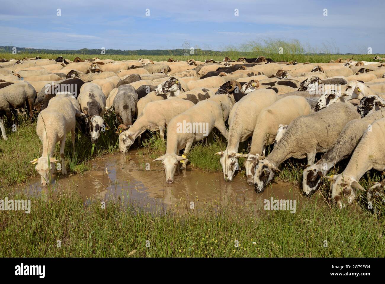 A shepherd and his flock of sheep during the transhumance between inland Catalonia and the Pyrenees (Lluçanès, Osona, Barcelona, Catalonia, Spain) Stock Photo