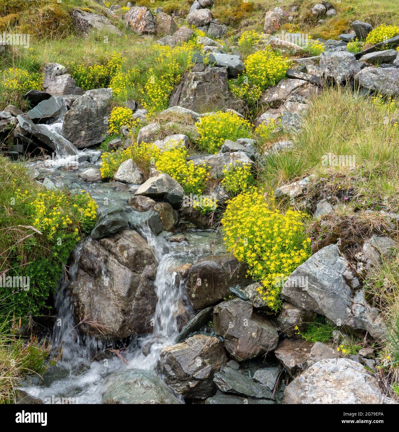 Yellow Saxifrage Saxifraga aizoides growing by a mountain stream at Honister in the English Lake District UK Stock Photo