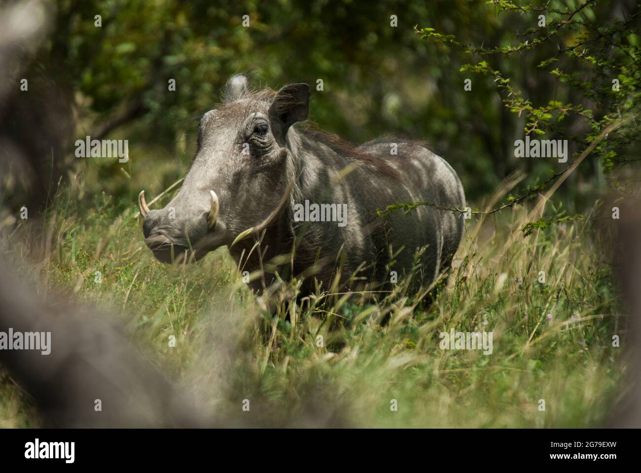 Warthog (Phacochoerus africanus) in long grass amongst trees. Near Skukuza Rest Camp, Kruger National Park, Mpumalanga Province, South Africa. Stock Photo