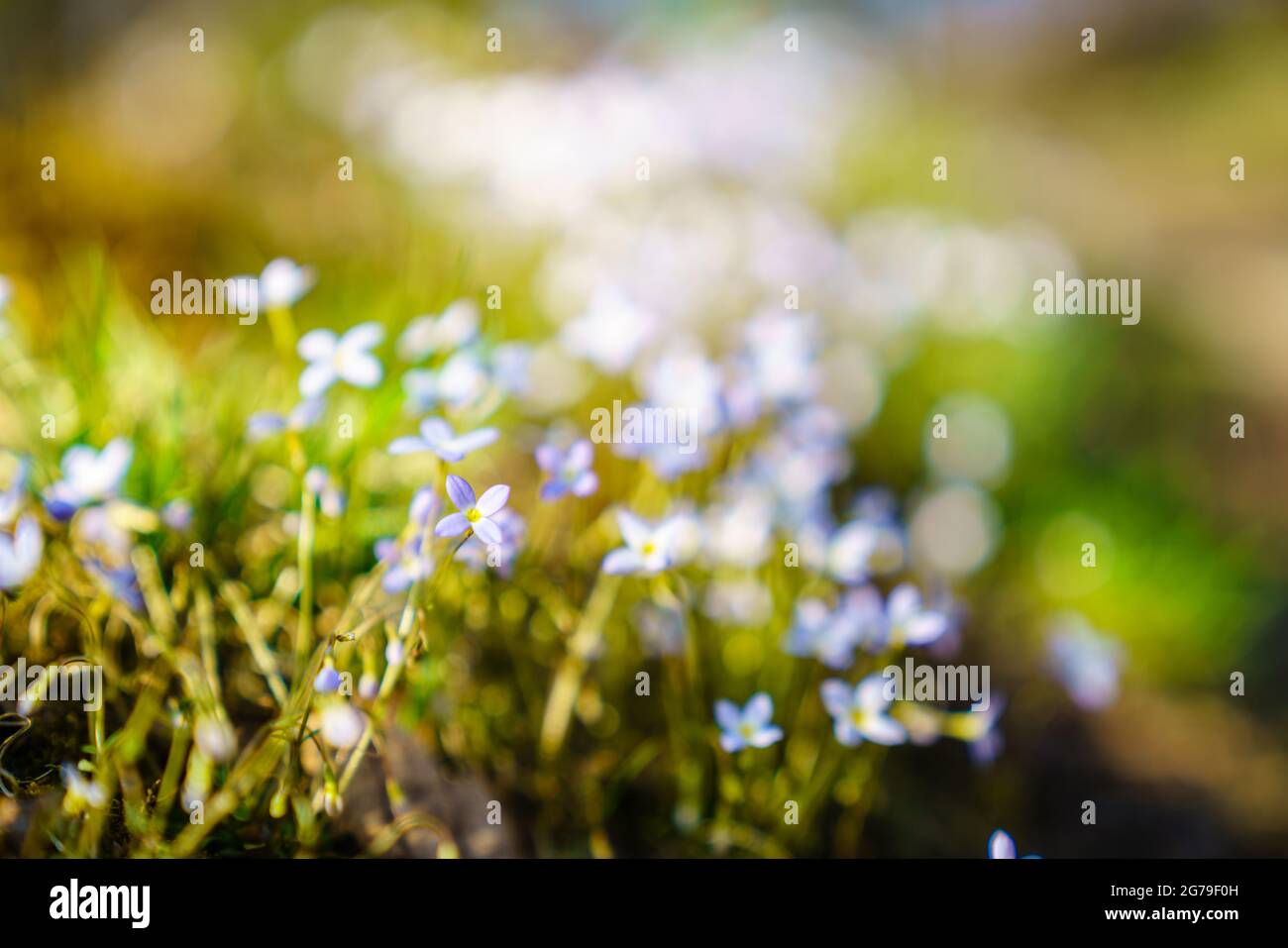 Creeping Bluet flowers in a forest in early spring in Central Kentucky Stock Photo