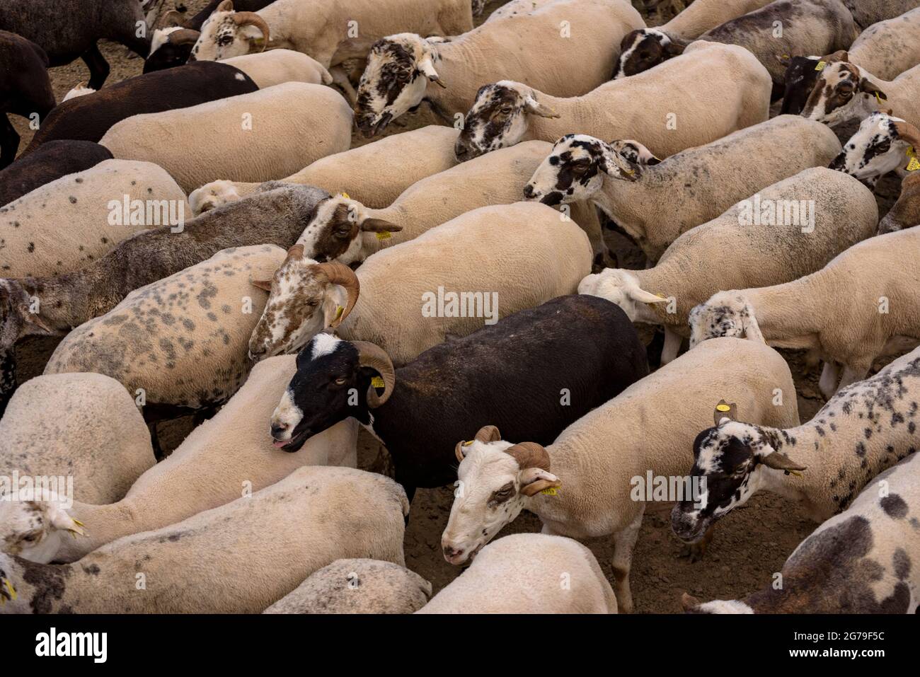 A shepherd and his flock of sheep during the transhumance between inland Catalonia and the Pyrenees (Lluçanès, Osona, Barcelona, Catalonia, Spain) Stock Photo