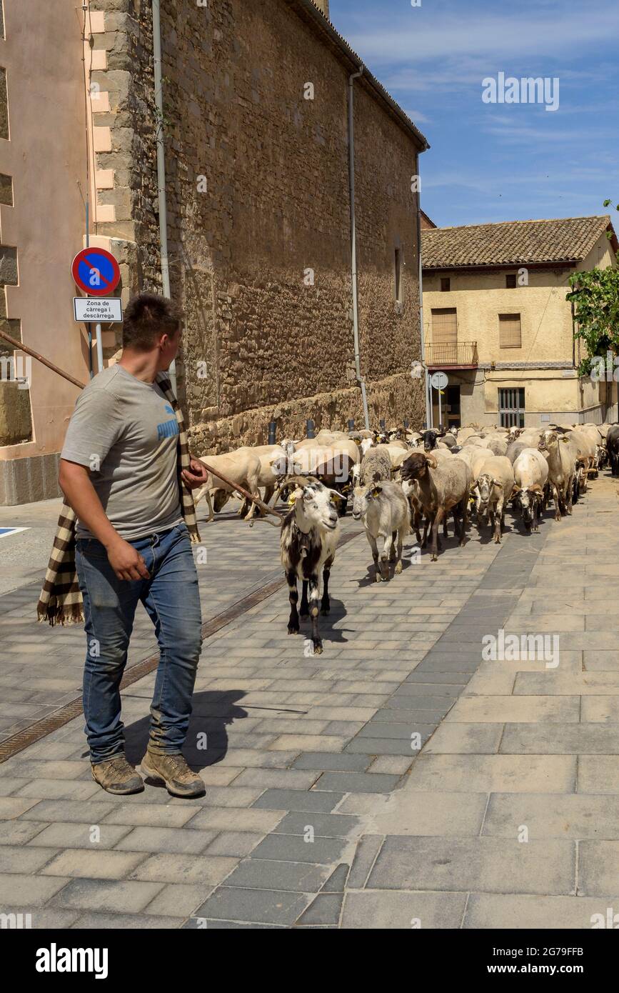 A shepherd and his flock of sheep during the transhumance towards the Pyrenees. Passing through Olost village (Lluçanès, Osona, Barcelona, Catalonia) Stock Photo