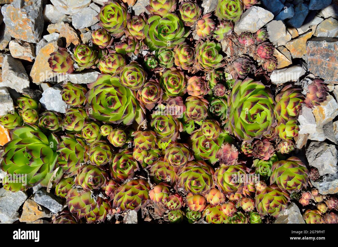 Houseleek  (Sempervivum soboliferum) - beautiful decorative succulent plant for garden or park landscaping. Cluster of succulent plants rosettes in ro Stock Photo